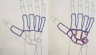 anatomical drawing of human hand