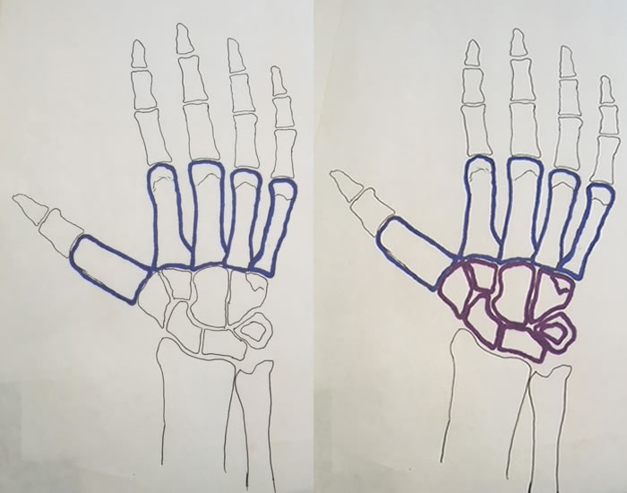 Hand Anatomy Reference Guide | Drawing Referenc...