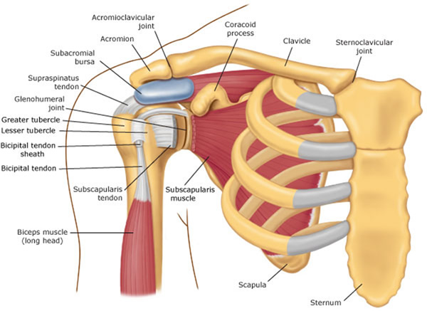 Shoulder Pain With Yoga? Adjust your "Downward Dog"!